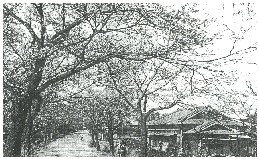 週刊新藤 第50号の掲載写真・資料 4