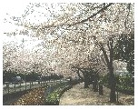 週刊新藤 第50号の掲載写真・資料 6